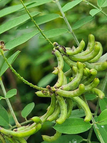 Indigofera suffruticosa (Indigofera suffruticosa)