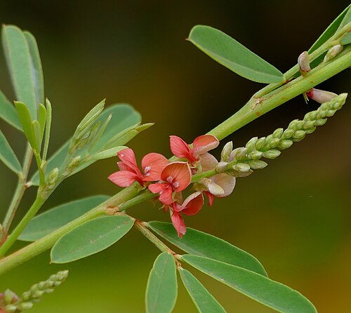 Indigofera suffruticosa: Parque Baia das Pedras Access Road, Porto Cercado Area, Poconé, Mato Grosso, BRAZIL