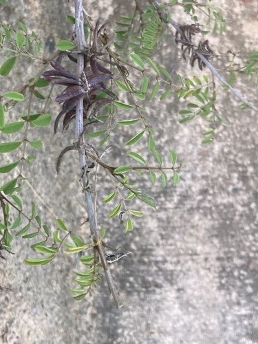 Indigofera suffruticosa (Indigofera suffruticosa)