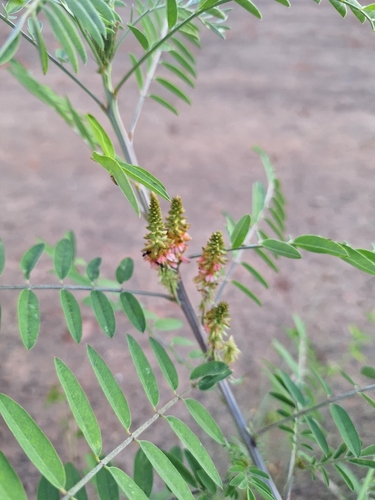 Indigofera suffruticosa (Indigofera suffruticosa)