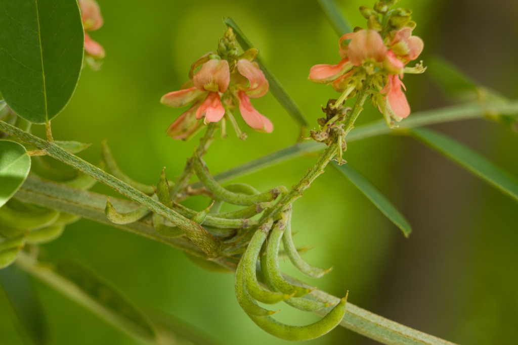 Indigofera suffruticosa (Indigofera suffruticosa)