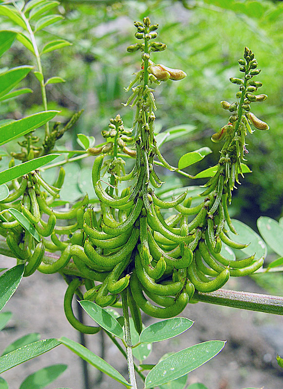 Indigofera suffruticosa: Planted across the tropics as a dye source. Known as Añil in Latin American. Jardin Etnobotanico, Cuernavaca.