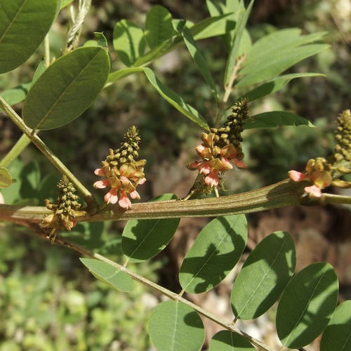 Indigofera suffruticosa (Indigofera suffruticosa)