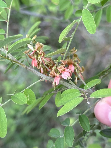 Indigofera suffruticosa (Indigofera suffruticosa)