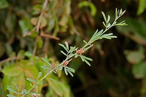 Indigofera suffruticosa: Parque Baia das Pedras Access Road, Porto Cercado Area, Poconé, Mato Grosso, BRAZIL
