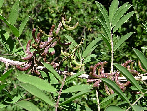 Indigofera suffruticosa: Indigofera suffruticosa; (ʻakauveli) a weed in Tonga