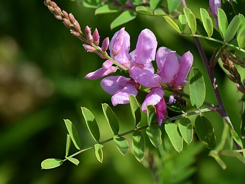 True indigo: Indigofera tinctoria, Jardin des Plantes de Paris