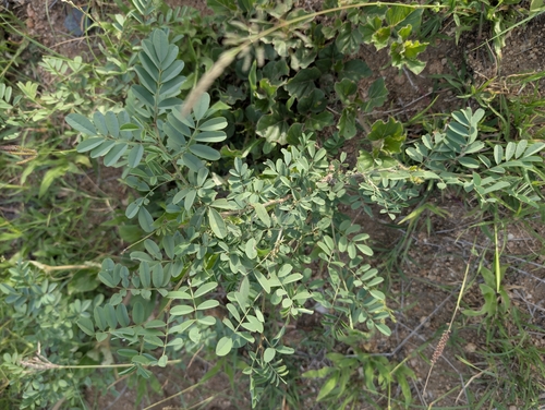 True indigo (Indigofera tinctoria)