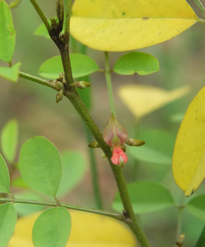 True indigo (Indigofera tinctoria)