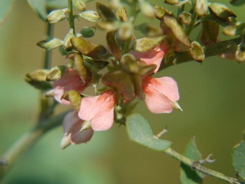 True indigo (Indigofera tinctoria)
