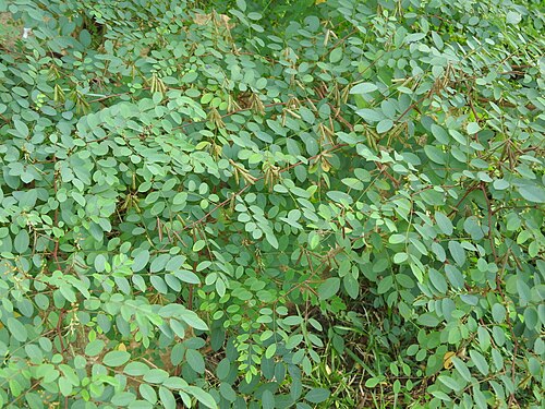 True indigo: Fabaceae-true indigo,அவுரி;shrubs,flowers pink or violet,deep blue dye obtained from the leaves.