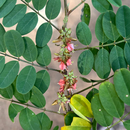 True indigo (Indigofera tinctoria)
