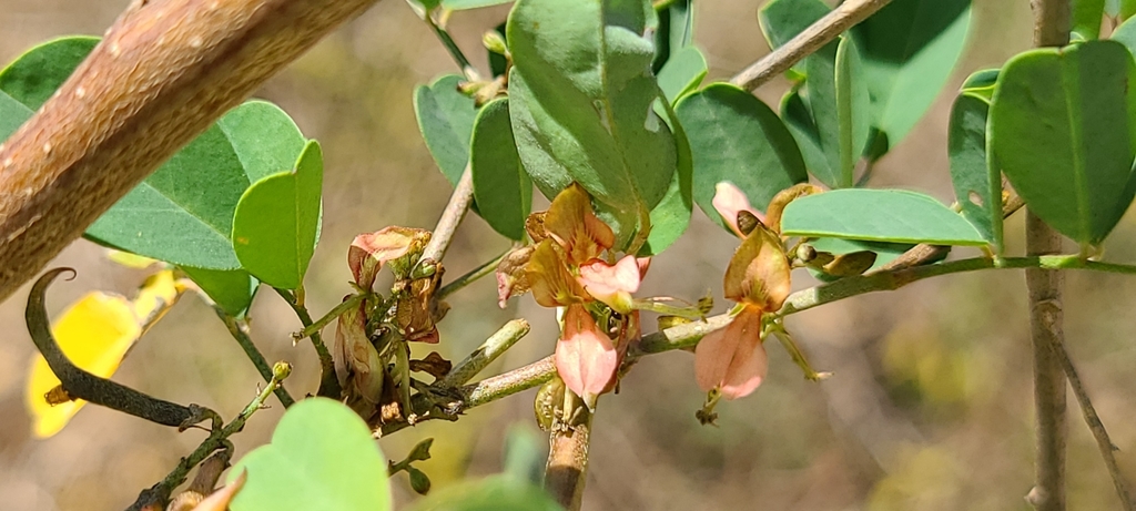 True indigo (Indigofera tinctoria)