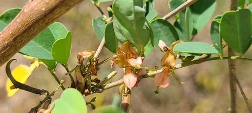 True indigo (Indigofera tinctoria)