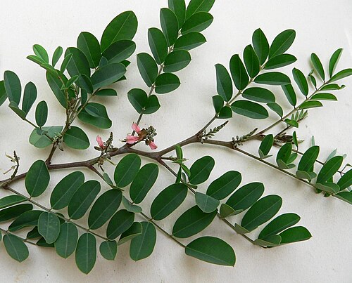 True indigo: Indigofera tinctoria, Guadeloupe