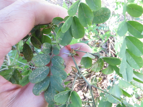 True indigo (Indigofera tinctoria)