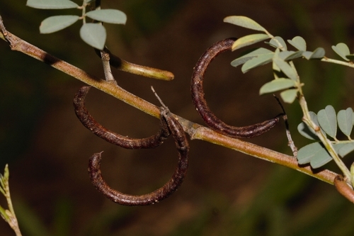 True indigo (Indigofera tinctoria)