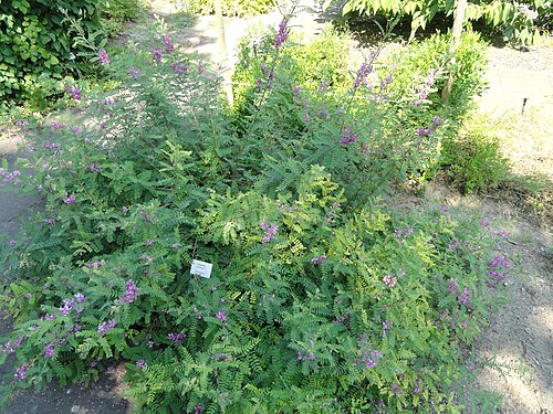 True indigo: Botanical specimen in the Botanischer Garten, Frankfurt am Main, Germany.