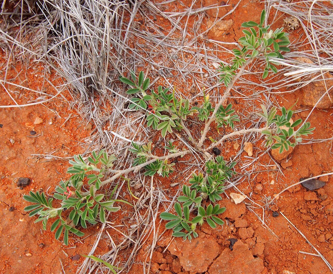 Indigofera tsiangiana: Indigofera linnaei