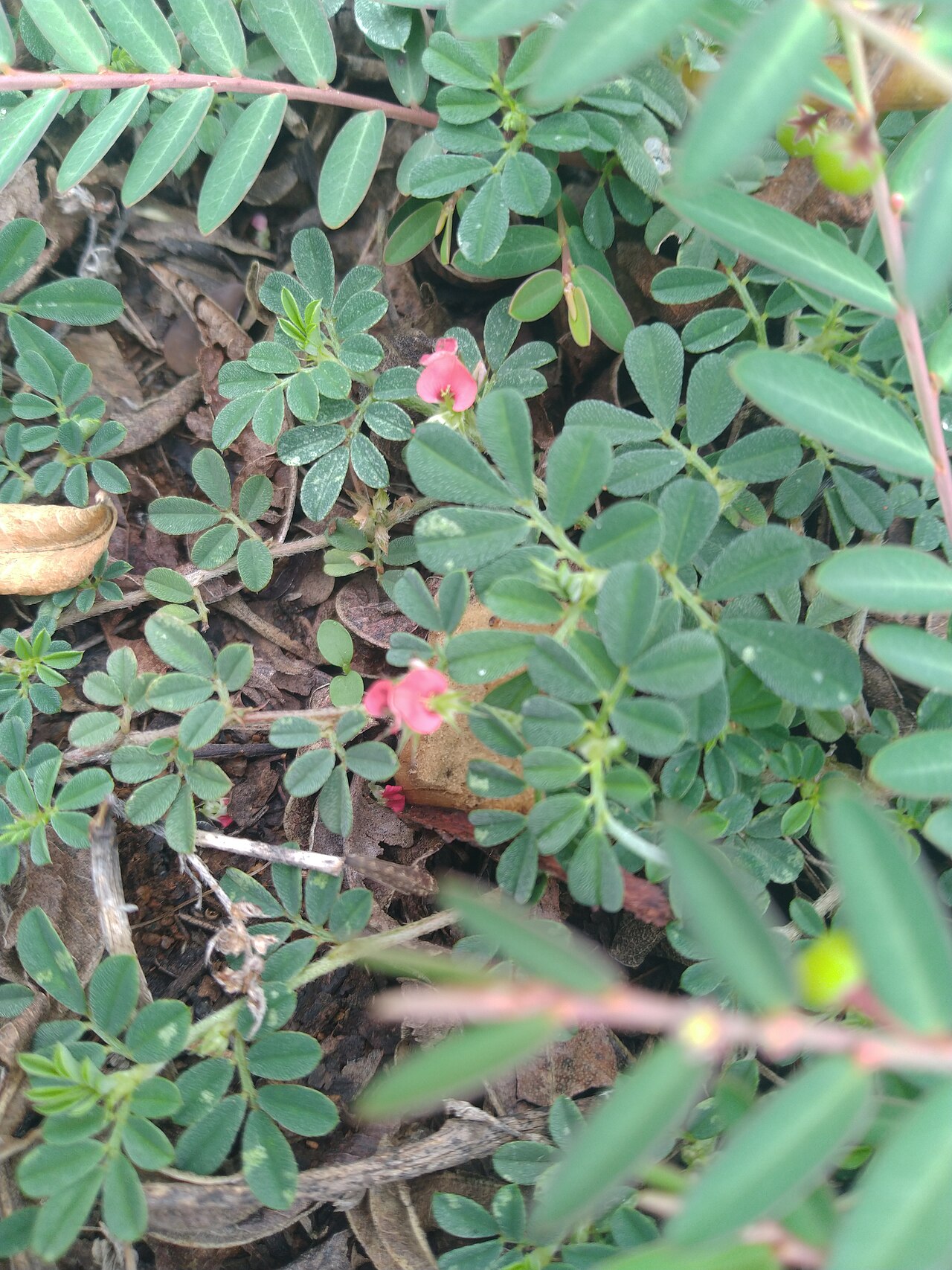 Indigofera tsiangiana: Indigofera Linnaei