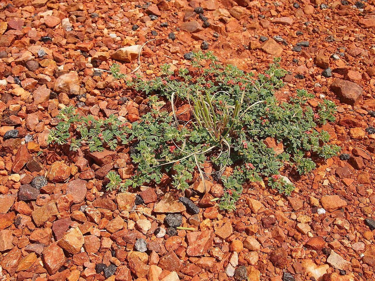 Indigofera tsiangiana: Indigofera linneai habit