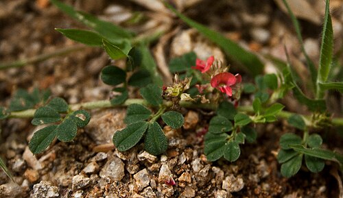 Indigofera tsiangiana: Indigofera linnaei - Birdsville Indigo