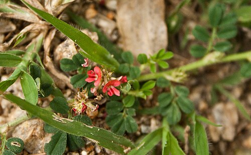 Indigofera tsiangiana: Indigofera linnaei - Birdsville Indigo