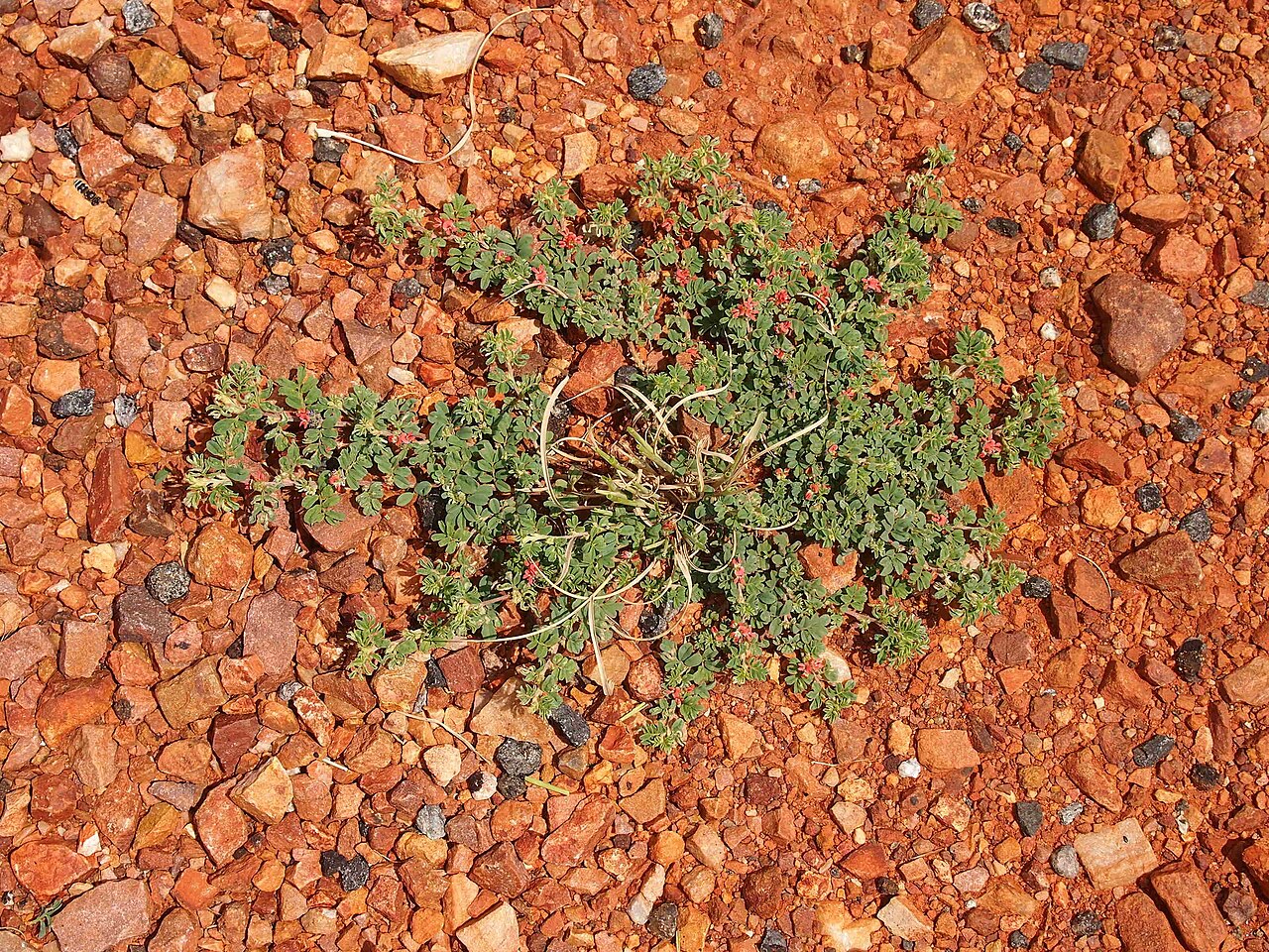 Indigofera tsiangiana: Indigofera linneai habit