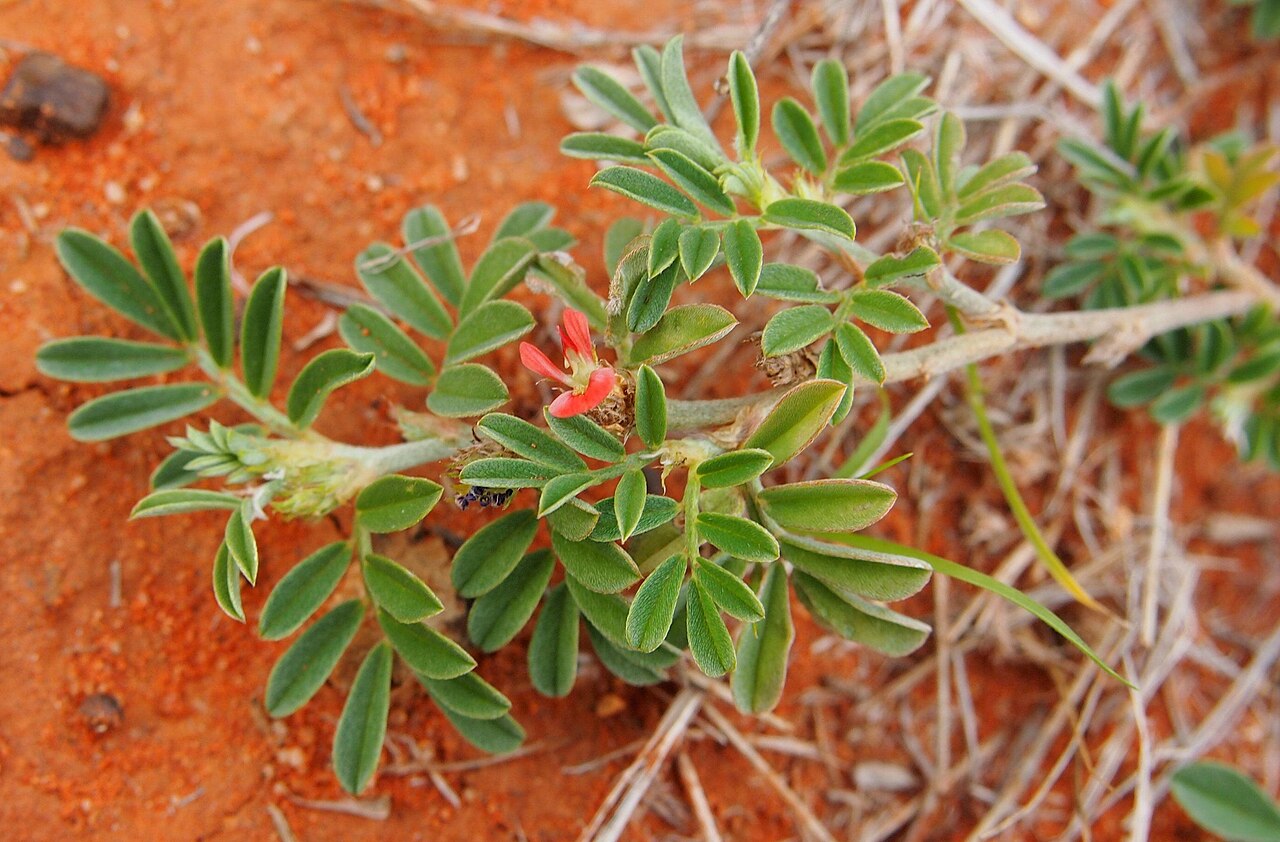 Indigofera tsiangiana: Indigofera linnaei