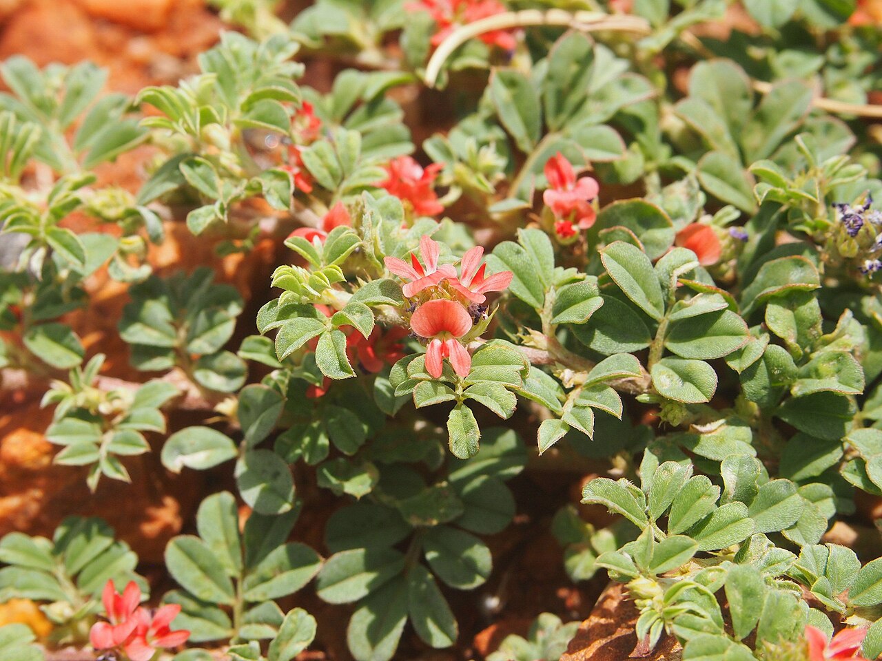 Indigofera tsiangiana: Indigofera linneai flowers and foliage