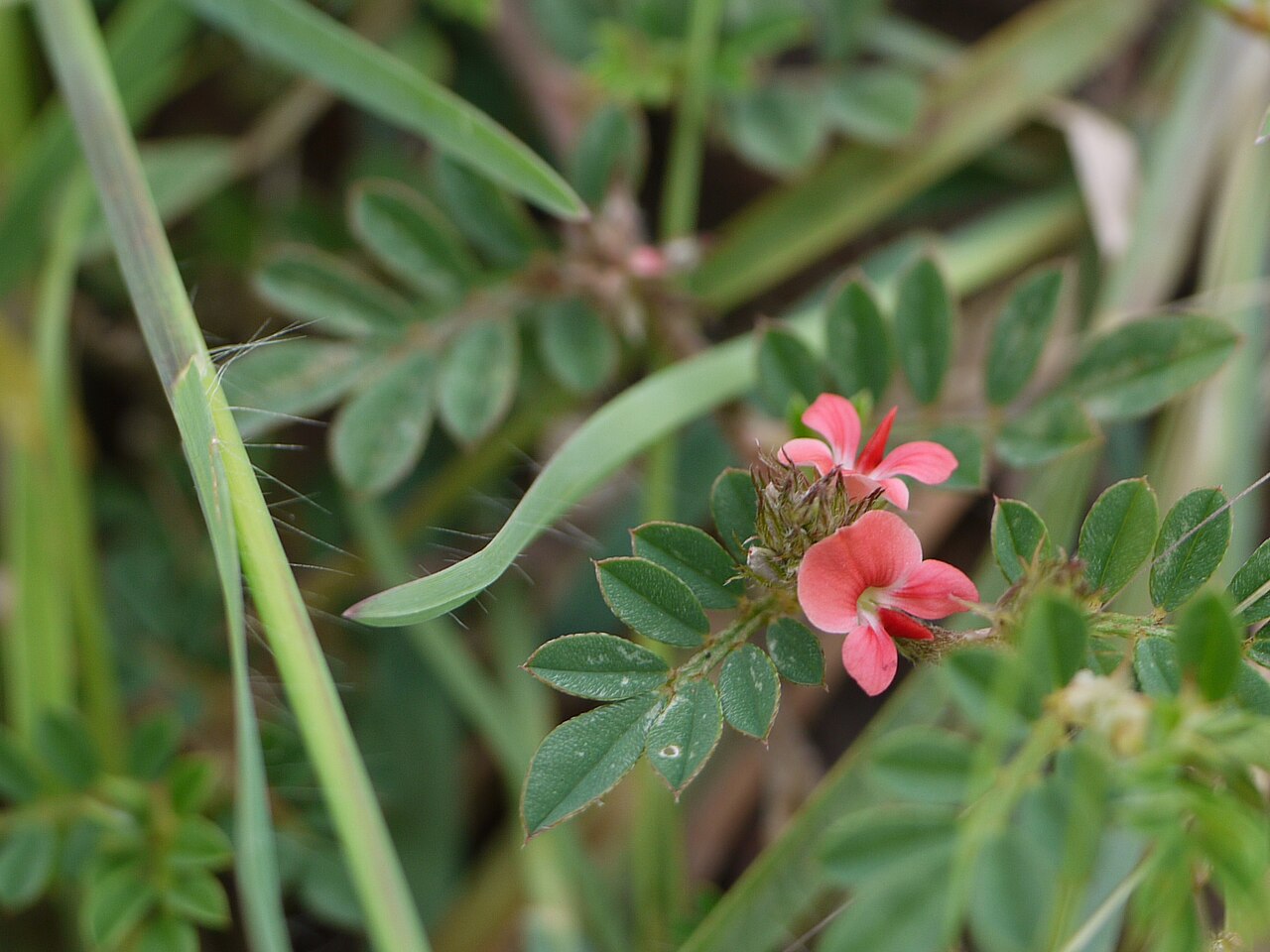 Indigofera tsiangiana: Indigofera linnaei Ali