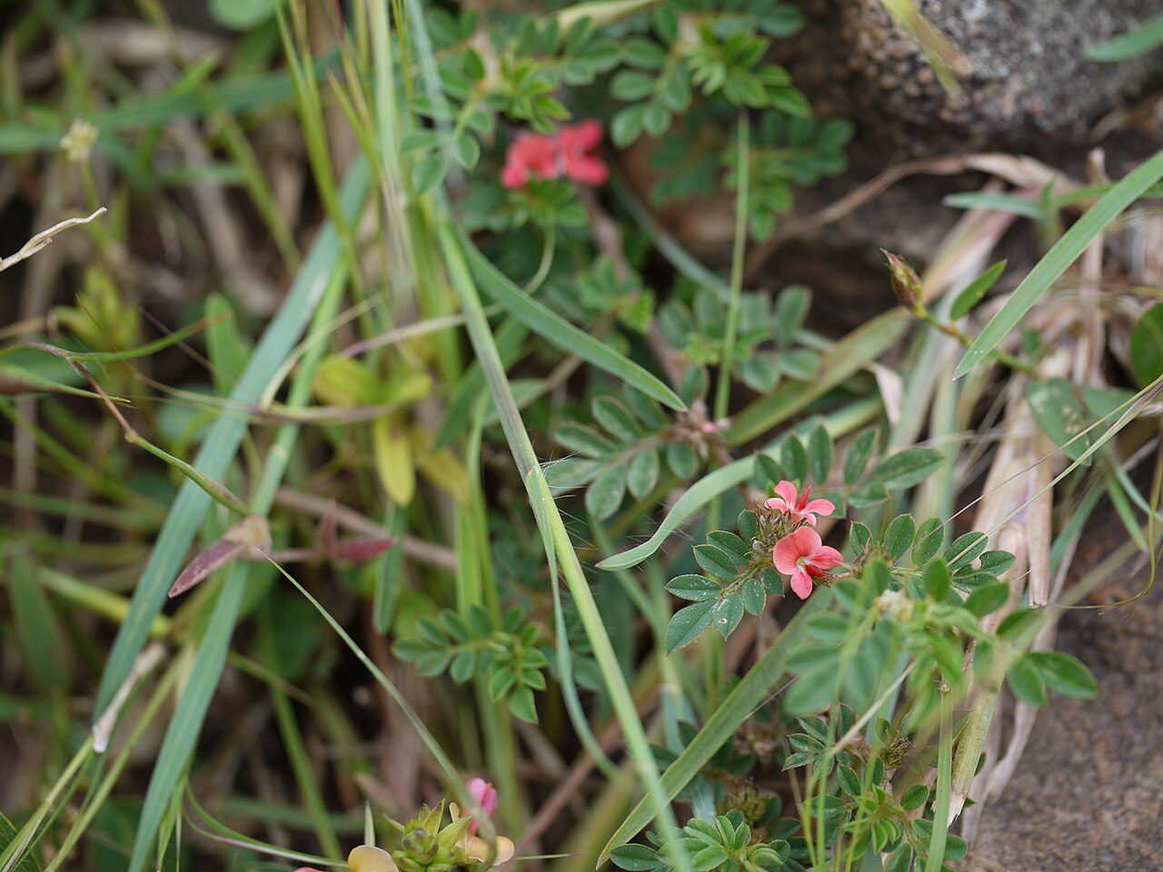 Indigofera tsiangiana: Indigofera linnaei Ali