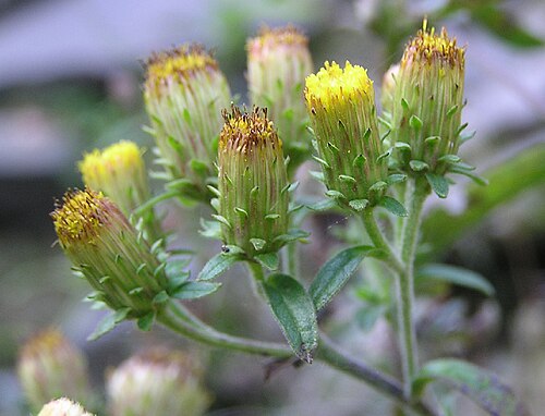 Inula conyza: Blütenköpfchen von Inula conyzae , gefunden auf der Ruine Tomburg bei Rheinbach (Deutschland).