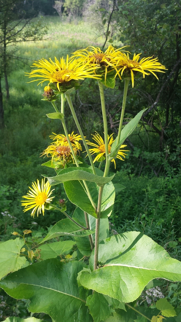 Elecampane (Inula helenium)