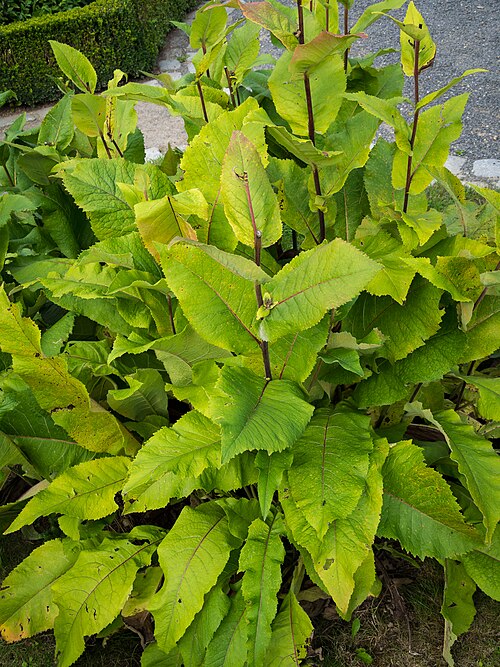Elecampane: Alant, lat. Inula helenium