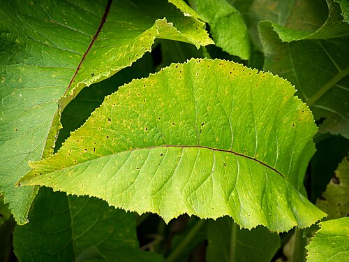 Elecampane: Alant, lat. Inula helenium