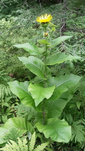 Elecampane (Inula helenium)