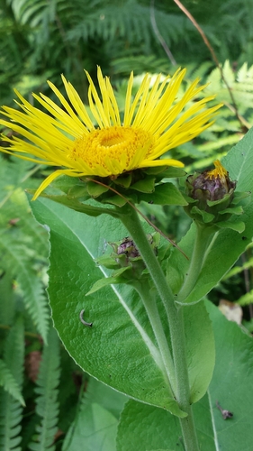 Elecampane (Inula helenium)
