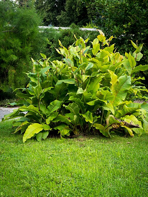 Elecampane: Alant, lat. Inula helenium