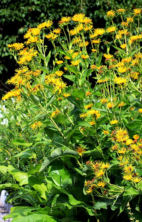 Elecampane: Flowering plant Elecampane , Inula helenium from Botanical Garden of Charles University in Prague, Czech Republic
