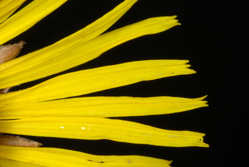 Elecampane (Inula helenium)