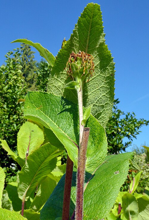 Elecampane: Verblühte Alant-Blüte vor der Unterseite eines Alantblattes im klassischen Bauerngarten des Ernährungs- und Kräuterzentrums im Kloster St. Marienstern