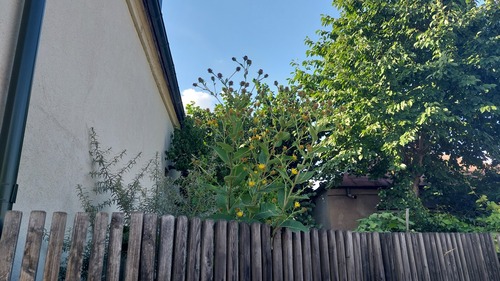 Elecampane (Inula helenium)