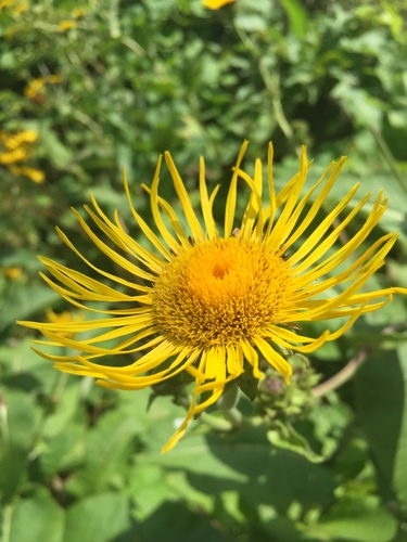 Elecampane (Inula helenium)