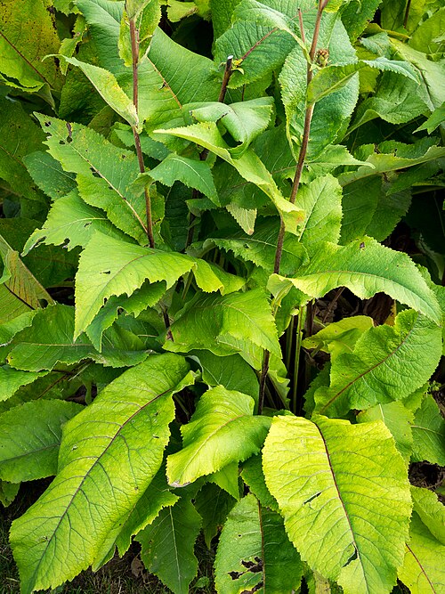 Elecampane: Alant, lat. Inula helenium