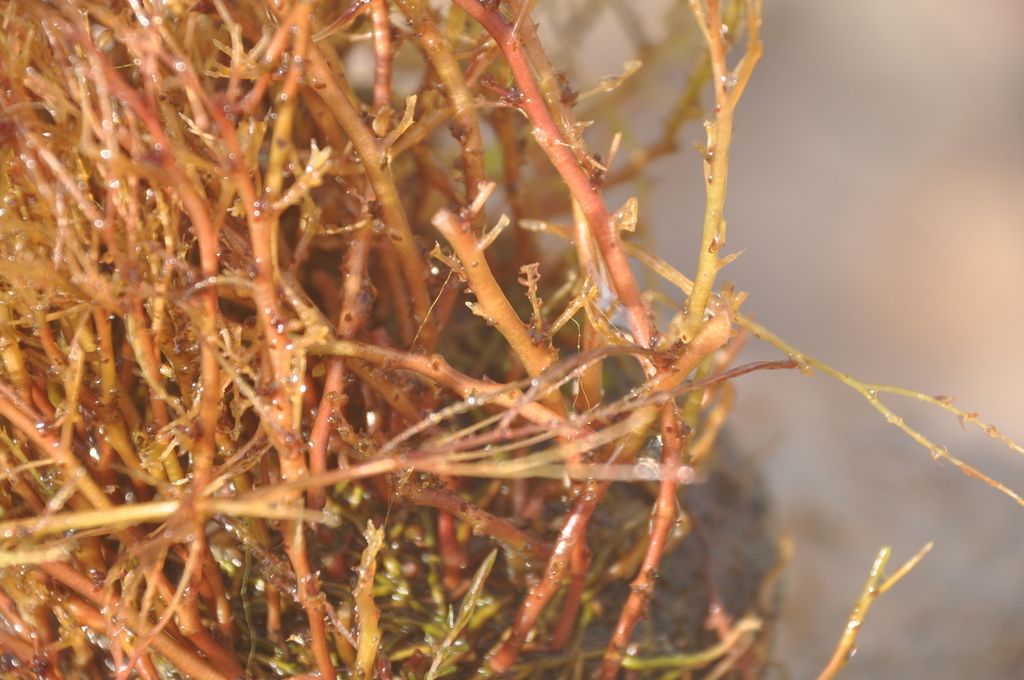 Inversodicraea warmingiana (Inversodicraea warmingiana)