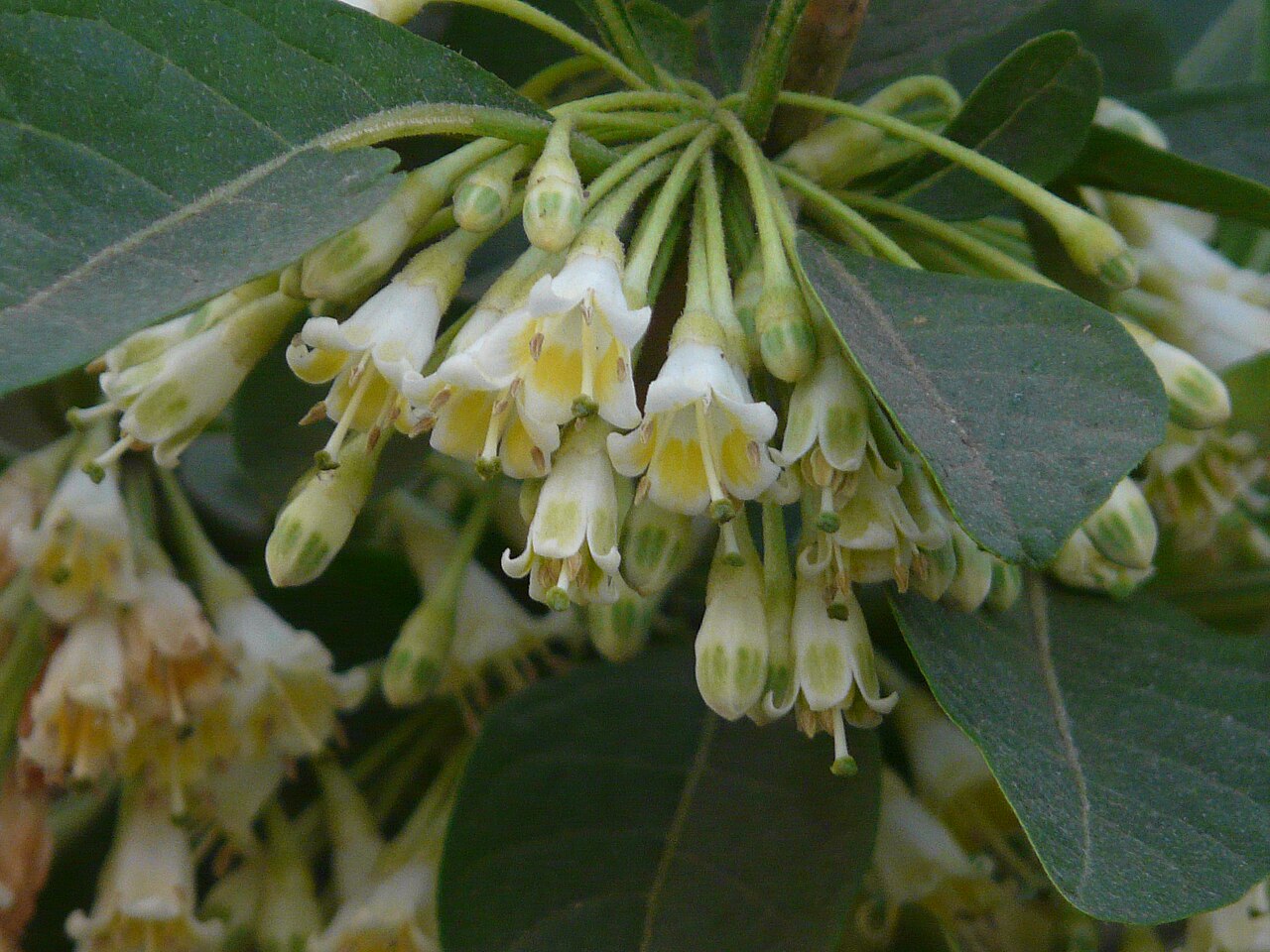 Hollowheart: Solanaceae (solanum, nightshade, or potato family) » Acnistus arborescens Acnistus -- pronunciation / meaning not known to me ar-bo-RES-senz -- meaning, tree-li