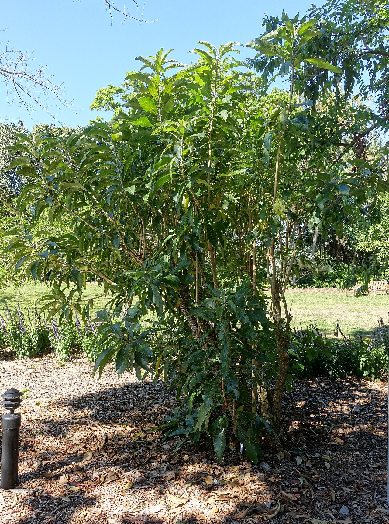 Hollowheart: Botanical specimen in the Marie Selby Botanical Gardens - Sarasota, Florida, USA.