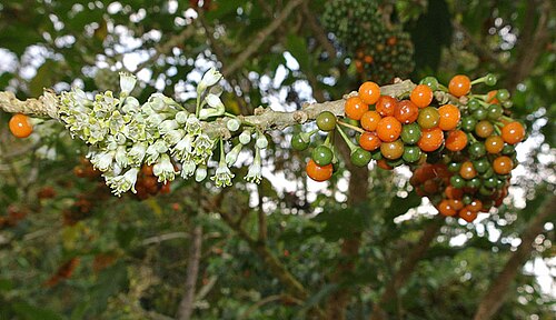 Hollowheart: A widespread species in the Neotropics. Photo from Wildsumaco Reserve in Ecuador, where it is called Gallinero. www.dixpix.ca/meso_america/Flora/spuds/index.htm