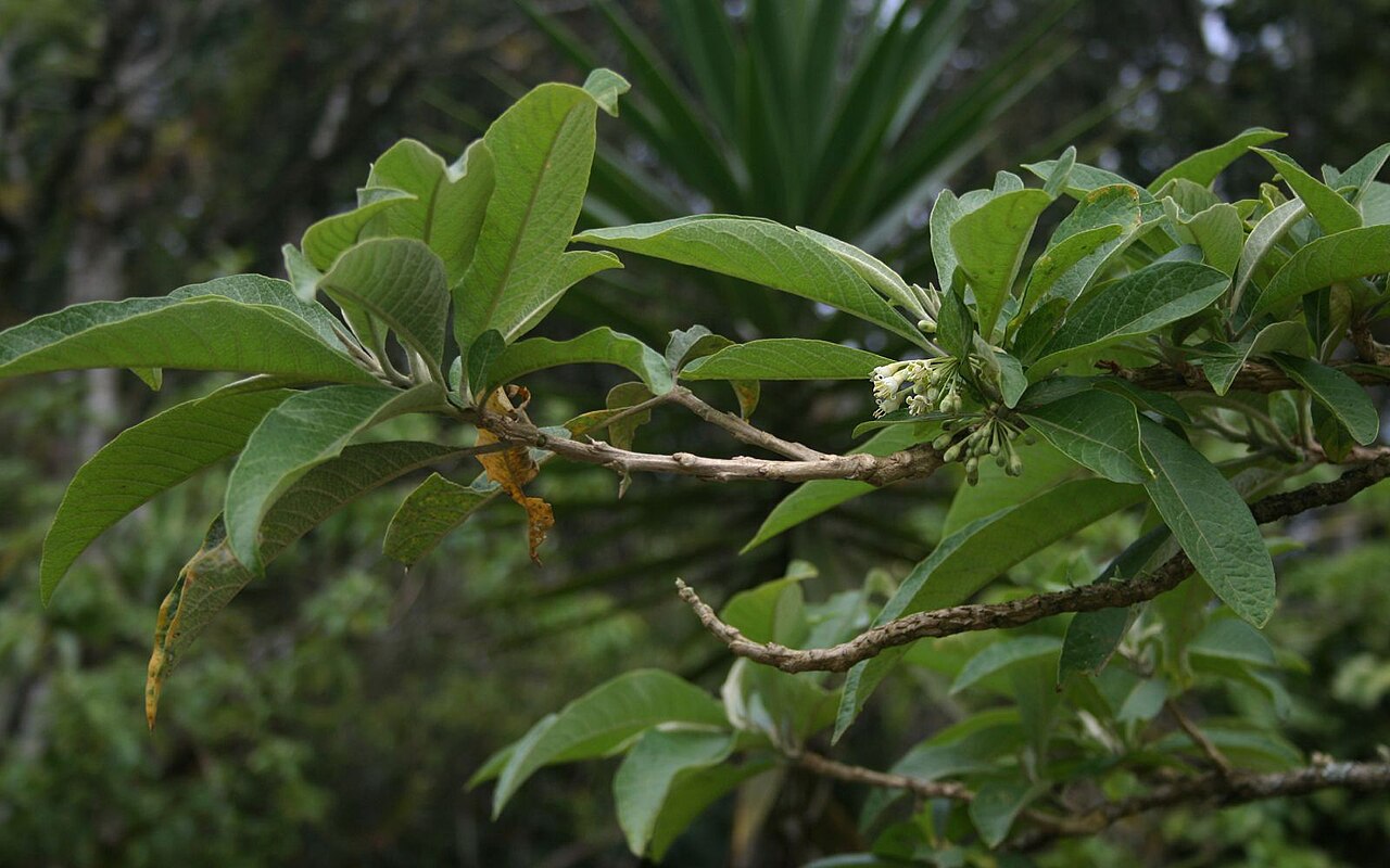 Hollowheart: Acnistus arborescens , Nachtschattengewächse (Solanaceae) - Costa Rica: Prov. Cartago, Paraíso, Jardín Botánico Lankester/Lankester Botanical Garden